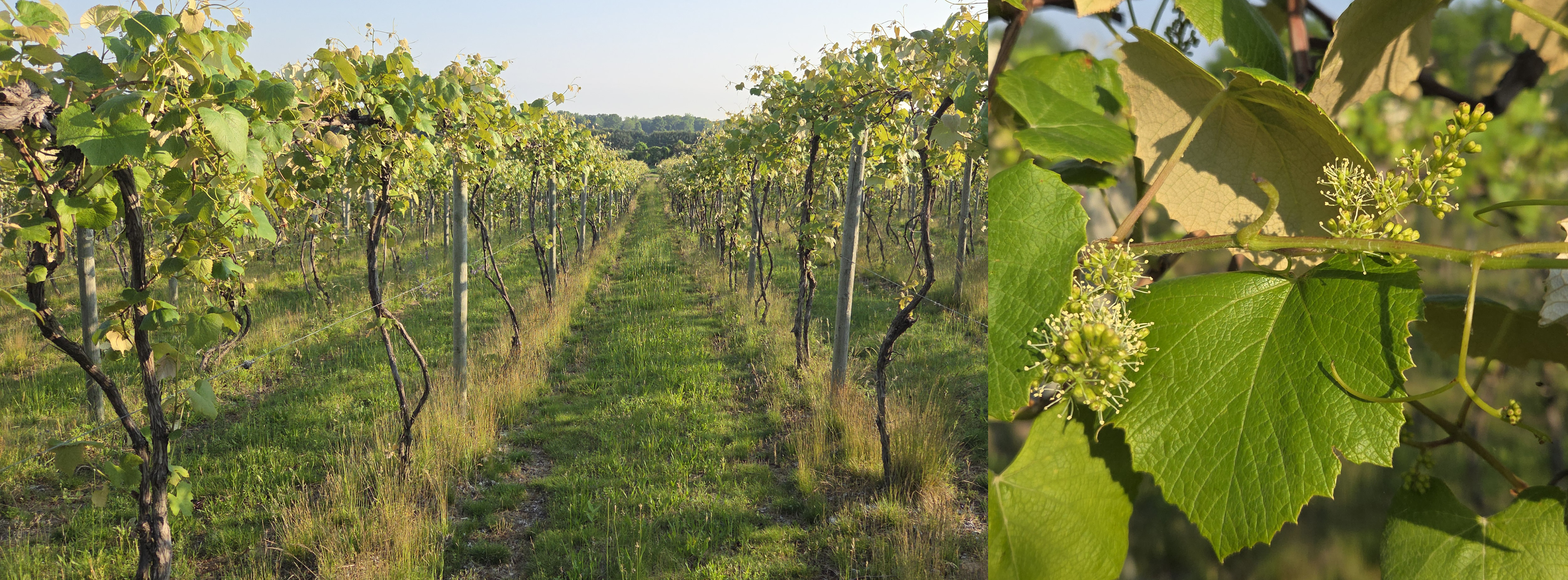 Photo 1 grape 6.11.jpg